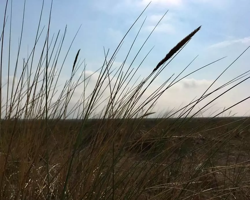 Dünengras in Ostfriesland