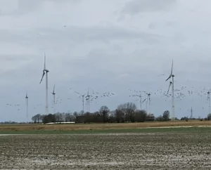 leere Felder mit Gänseschwarm