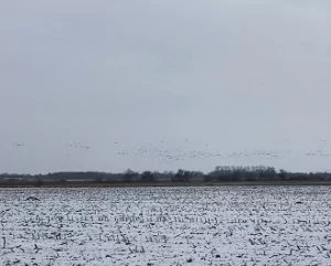 Wildgänse über verschneitem Feld