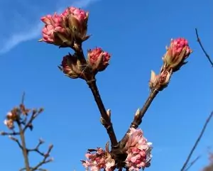 Frühlingsblüte
