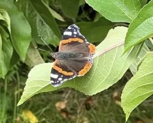 Schmetterling auf einem Blatt