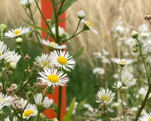 wilde Margariten am Rand eines Feldes