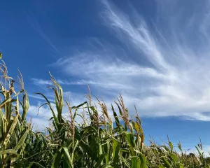 Maisfeld vor Wolkenhimmel