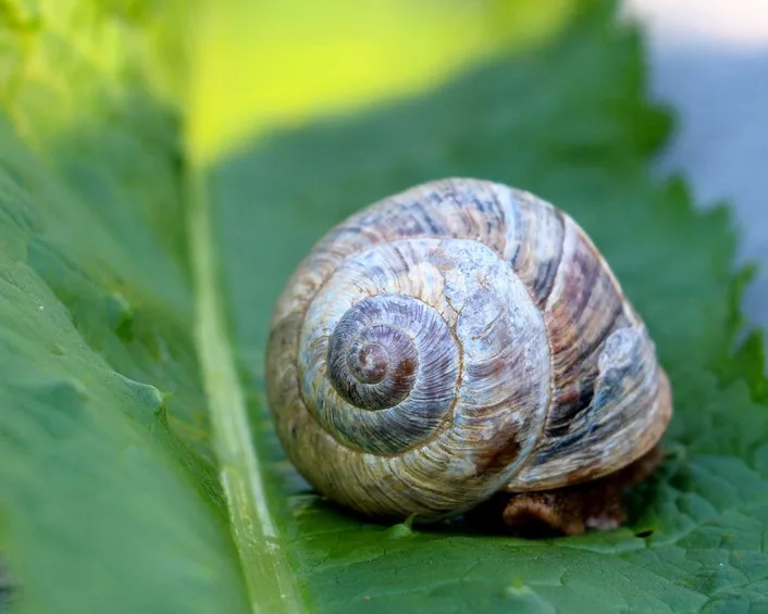 Weinbergschnecke im Haus auf einem Blatt