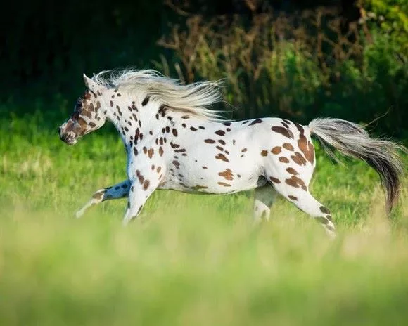 Pferd galoppiert über eine Wiese