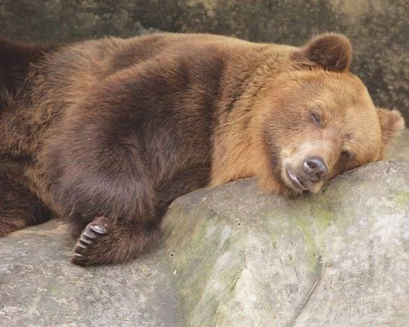 schlafender Braunbär auf Felldecke