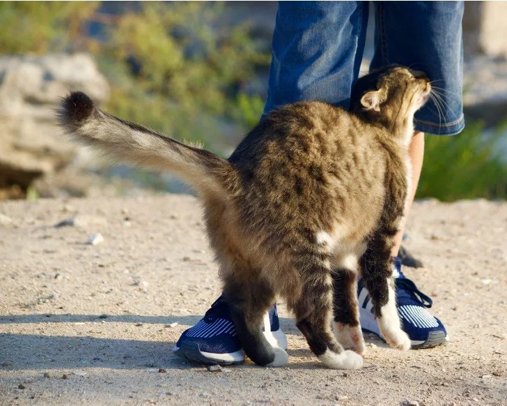 Katze streicht einer Person um die Beine