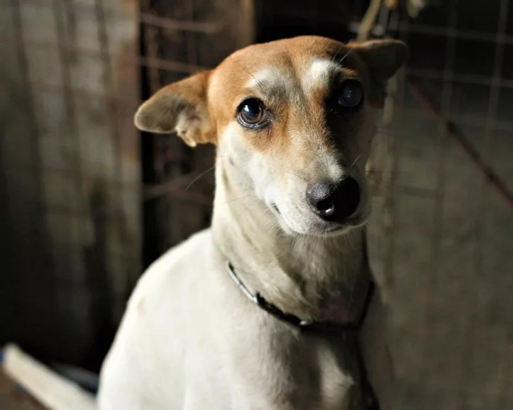 weiß-brauner Hund