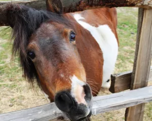 ein kleines Pony streckt den Kopf durch das Gatter des Weidezaunes