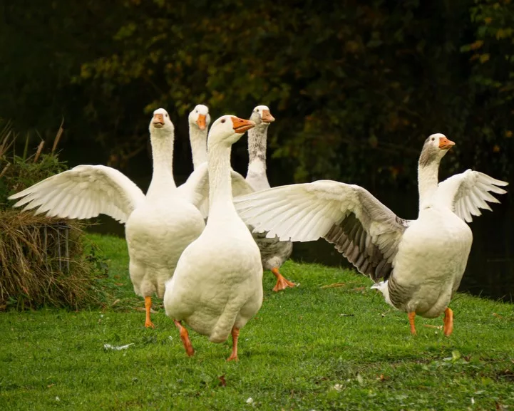 Schnatternde Gänse mit aufgestellten Flügeln auf Wiese