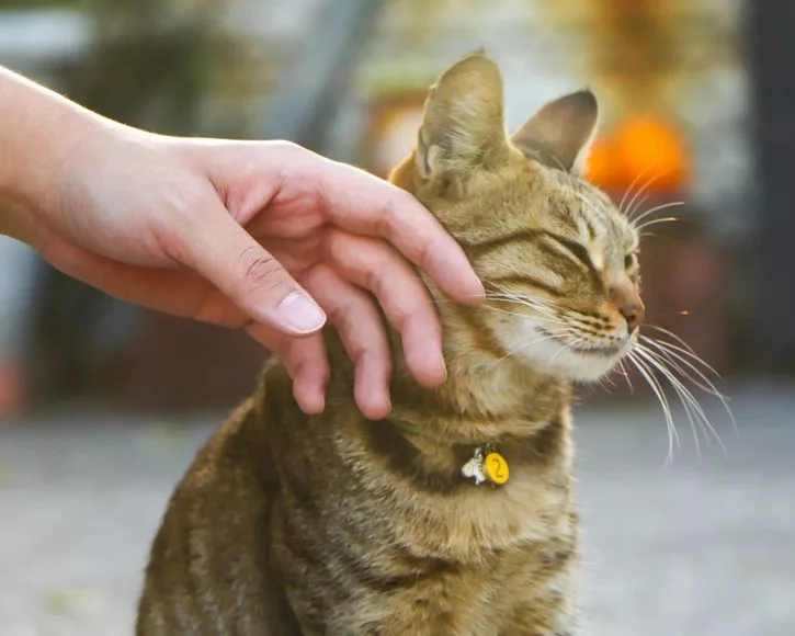 Katze wird gestreichelt