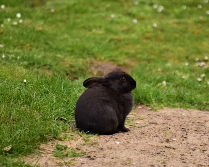 schwarzes Kaninchen sitzt auf einer Wiese