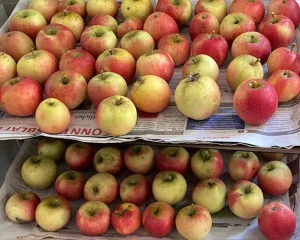 Äpfel